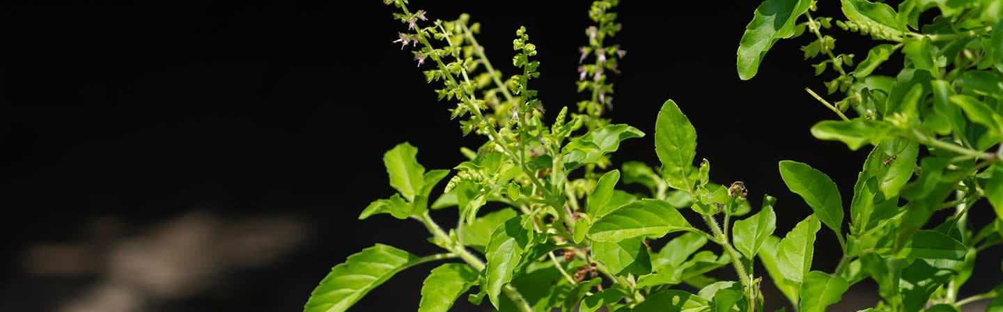 10 Healthy Benefits of Tulsi Leaves (Basil Leaf)